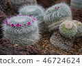 Cactus 46724624