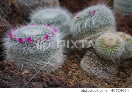 Cactus Cactus 46724624