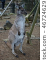 Kangaroo 46724629