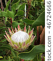 King Protea 46724666