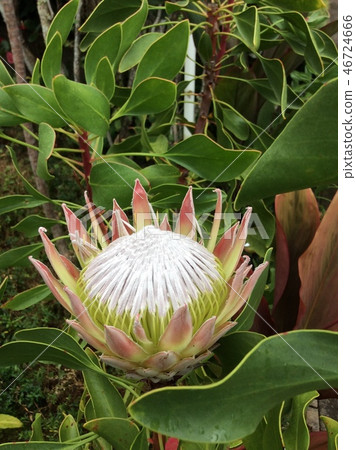 King Protea 46724666