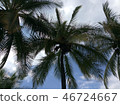 Palm tree 46724667