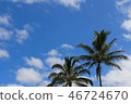 Palm tree in blue sky 46724670