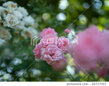 粉紅色的玫瑰 粉紅色的玫瑰 46727401