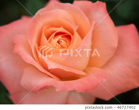 粉紅色的玫瑰 粉紅色的玫瑰 46727402