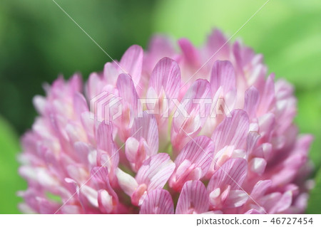 Flowers of red mint (red clover) 46727454