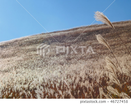 Suki grassland [Kirugamine] 46727458