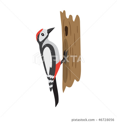 Colorful forest bird, woodpecker sitting on tree, isolated 46728056