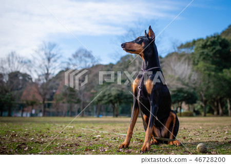 放鬆在草坪的Dawberman 46728200