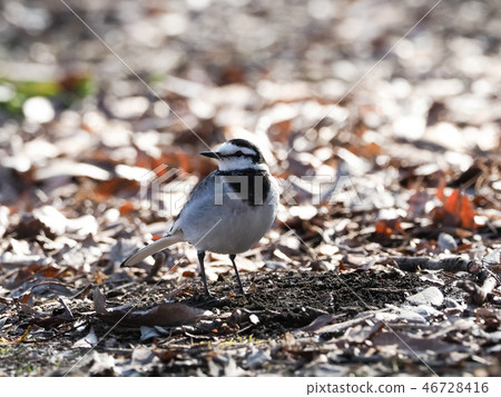 Bakkery Bakkery 46728416