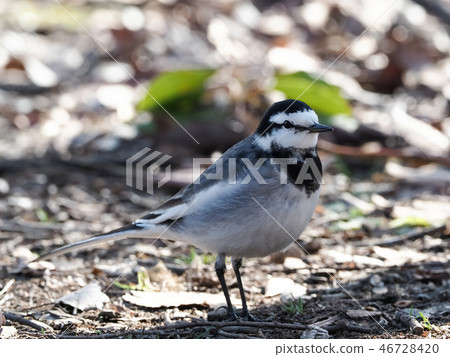 Hakusekirei Hakusekirei 46728420