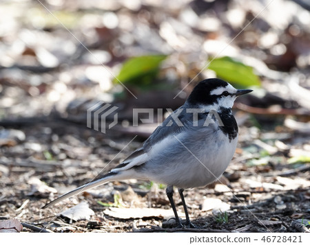 Hakusekirei 46728421