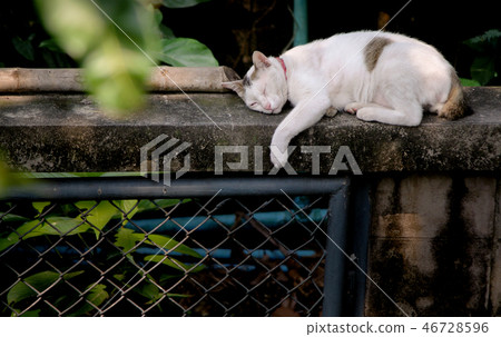 Cat sleeping at wall Cat sleeping at wall 46728596