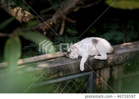 Cat sleeping at wall Cat sleeping at wall 46728597