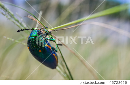 Jewel beetle in field macro shot 46728636