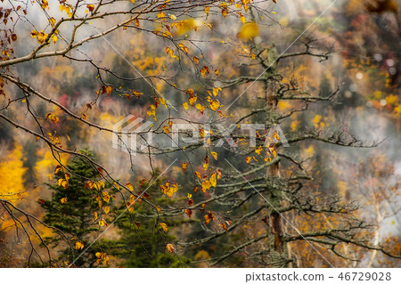 Autumn leaves, rain and fog 46729028