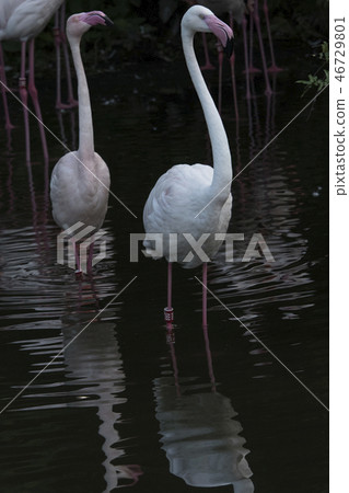 Red crane Red crane 46729801