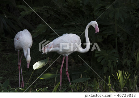 Red crane 46729818