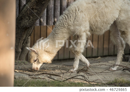 Alpaca 46729865