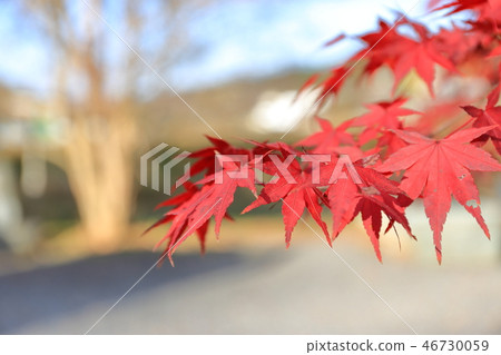 Momiji寺Eigenji寺接近葉子 Momiji寺Eigenji寺接近葉子 46730059