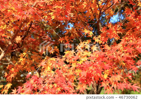 Momiji寺Nagagenji秋葉 46730062