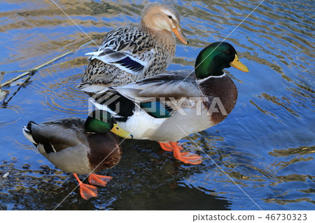 鴨 鴨 46730323