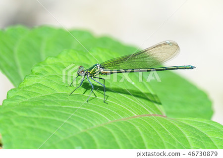 Kawa Dragonfly (immature male) Kawa Dragonfly (immature male) 46730879