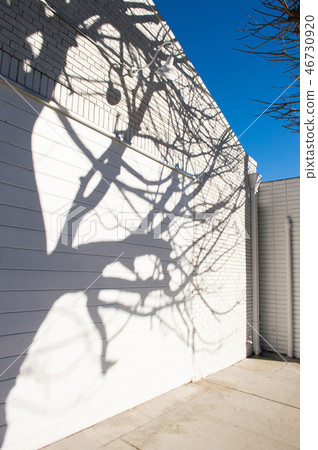 一棵樹的陰影在白色牆壁上的 46730920