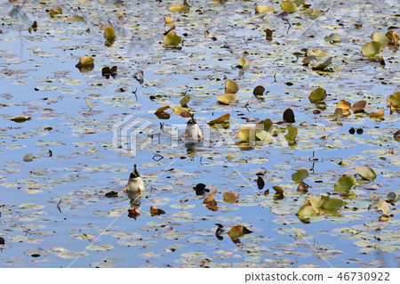 鴨，野鴨，雄性，同步，倒立，池塘，餐 46730922
