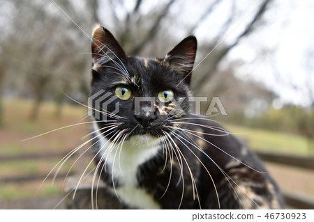 貓·流浪貓·鐵鏽圖案·女性·向上·臉·正面 46730923