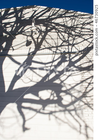 Shadow of a tree on a white wall 46730925