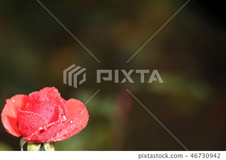 紅玫瑰_阿姆斯特丹 46730942