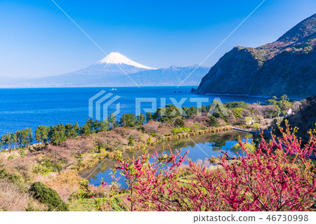 (Shizuoka) From flower peach bloom Nishiizu Iida, Mt. Fuji over the ocean 46730998