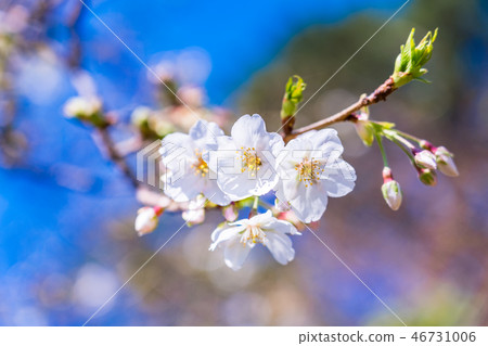 在盛開的櫻花在藍天袋子 46731006
