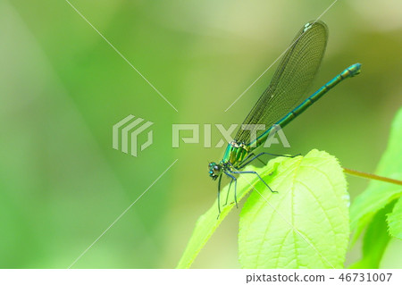 Kawatonbo (female) Kawatonbo (female) 46731007