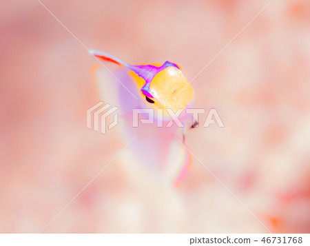 Sikon hathatatehaze 46731768