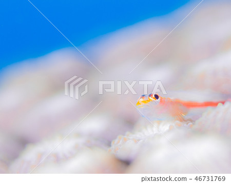 Akasuki giu mitake goby 46731769