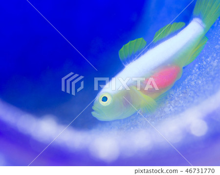 Nakamoto Irowake goby 46731770