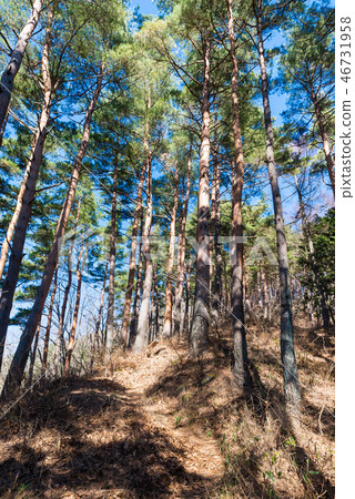 Niikurayama Trail (Fujiyoshida City, Yamanashi Prefecture) *Photo taken in December 2016 Niikurayama Trail (Fujiyoshida City, Yamanashi Prefecture) *Photo taken in December 2016 46731958