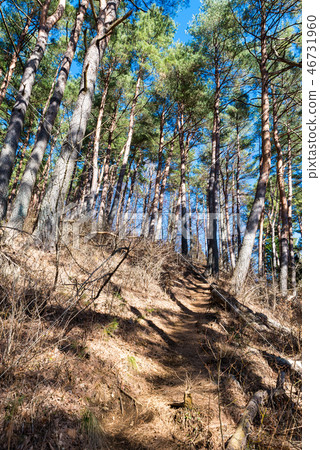 新村山步道（山梨縣富士吉田市）*照片攝於2016年12月 46731960