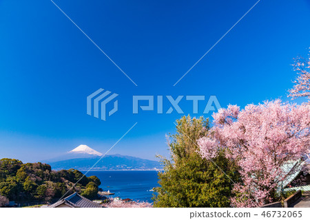 (Shizuoka) From the coast of Sakura blooming Izu, Mt. Fuji over the sea 46732065