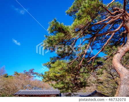 [靜岡縣伊豆市]日本花園赤松[修善寺彩虹村] 46732078