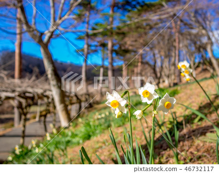 [Izu City, Shizuoka Prefecture] Narcissus flowers blooming in the park [Shuzenji Rainbow Town] 46732117