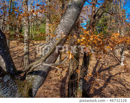 [Izu City, Shizuoka Prefecture] Winter Park [Shuzenji Rainbow Village] 46732126
