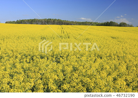Rape field and fresh green 3 46732190