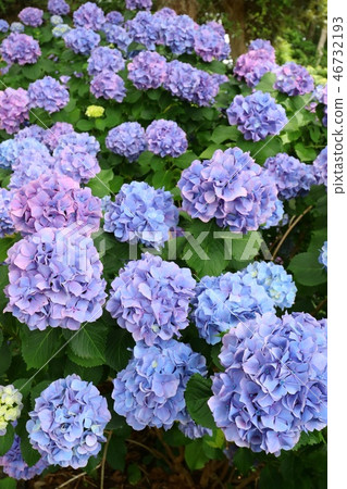 Hydrangea flower rainy season Blue flower 46732193