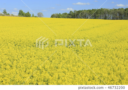 Rape flower field and fresh green 46732200