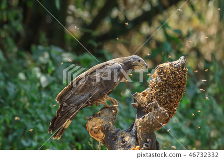 東方蜂鷹,雕頭鷹,蜜蜂 46732332