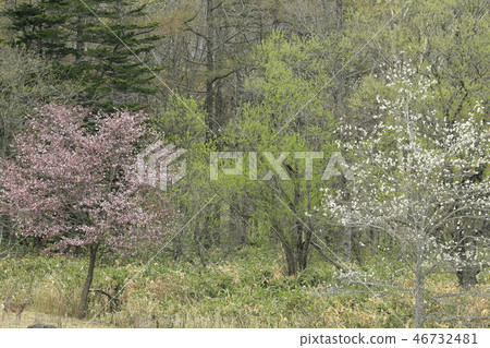 櫻花和Kobushi和Ezo鹿 櫻花和Kobushi和Ezo鹿 46732481