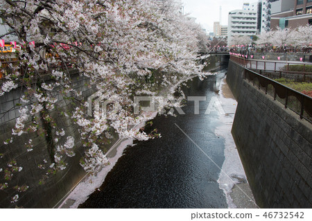 Sakura Festival, Cherry blossom at Meguro Canal Sakura Festival, Cherry blossom at Meguro Canal 46732542
